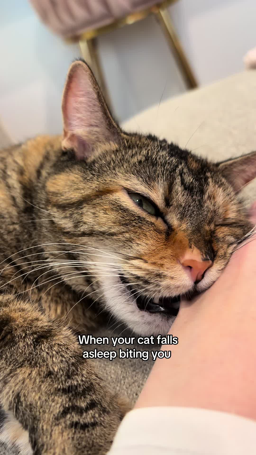 @Petal the kitty