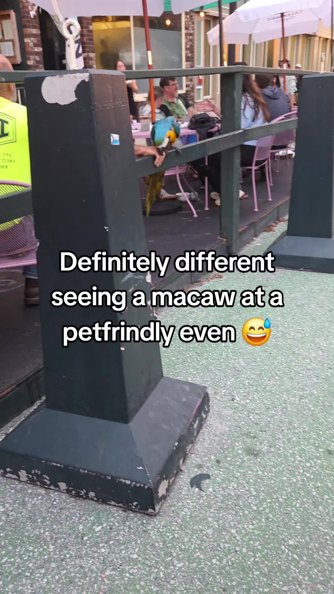@Nala the Service aussie