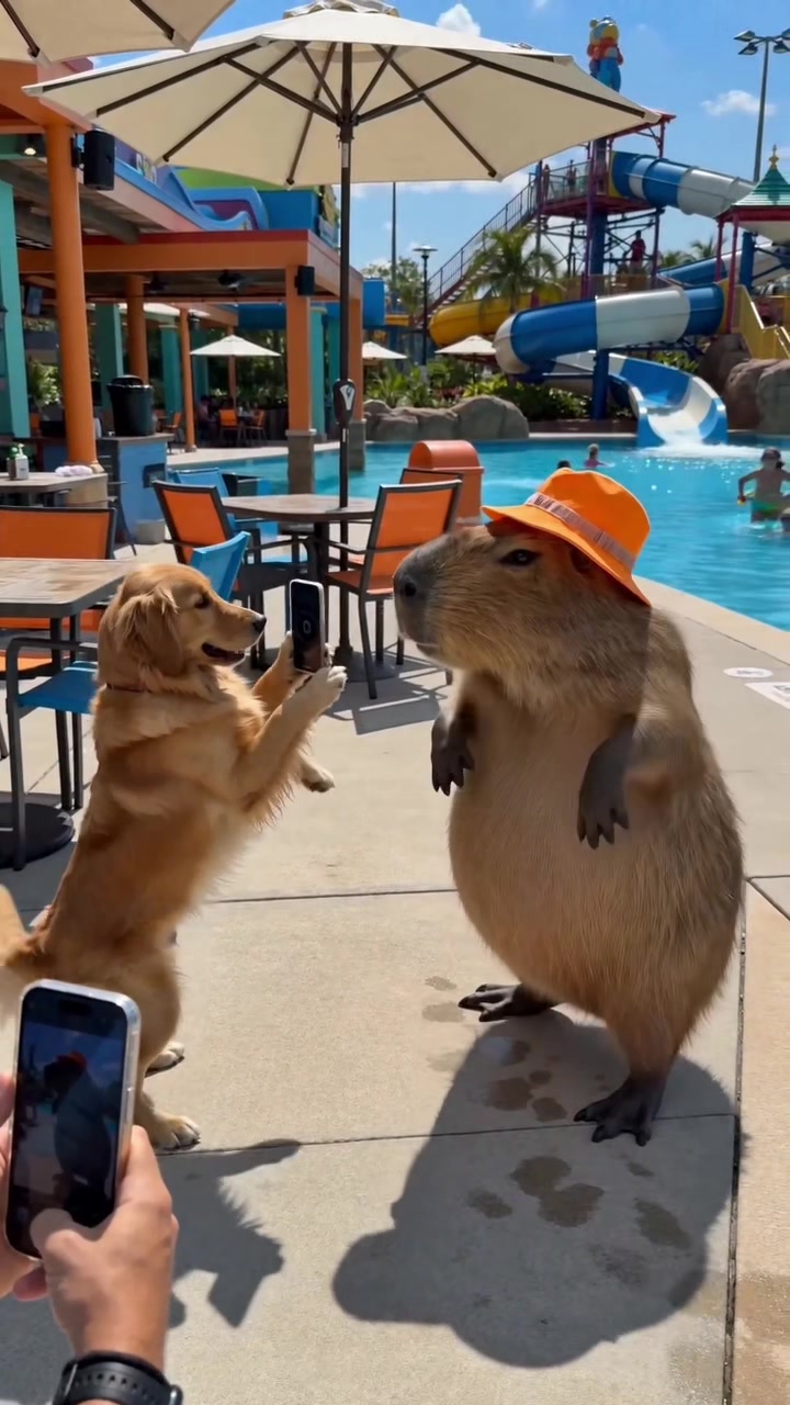 @Ollie The Capybara