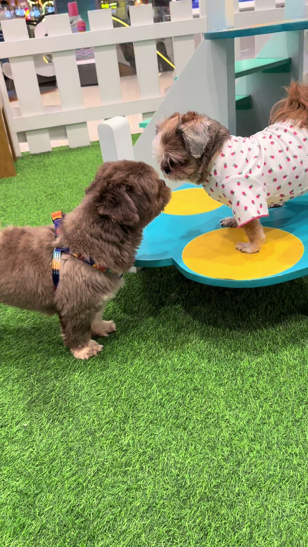 @Nella and Lucky the Shih🐶