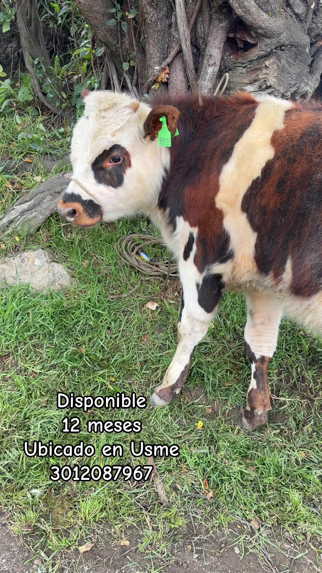 @Ganaderia San Jose 🐄