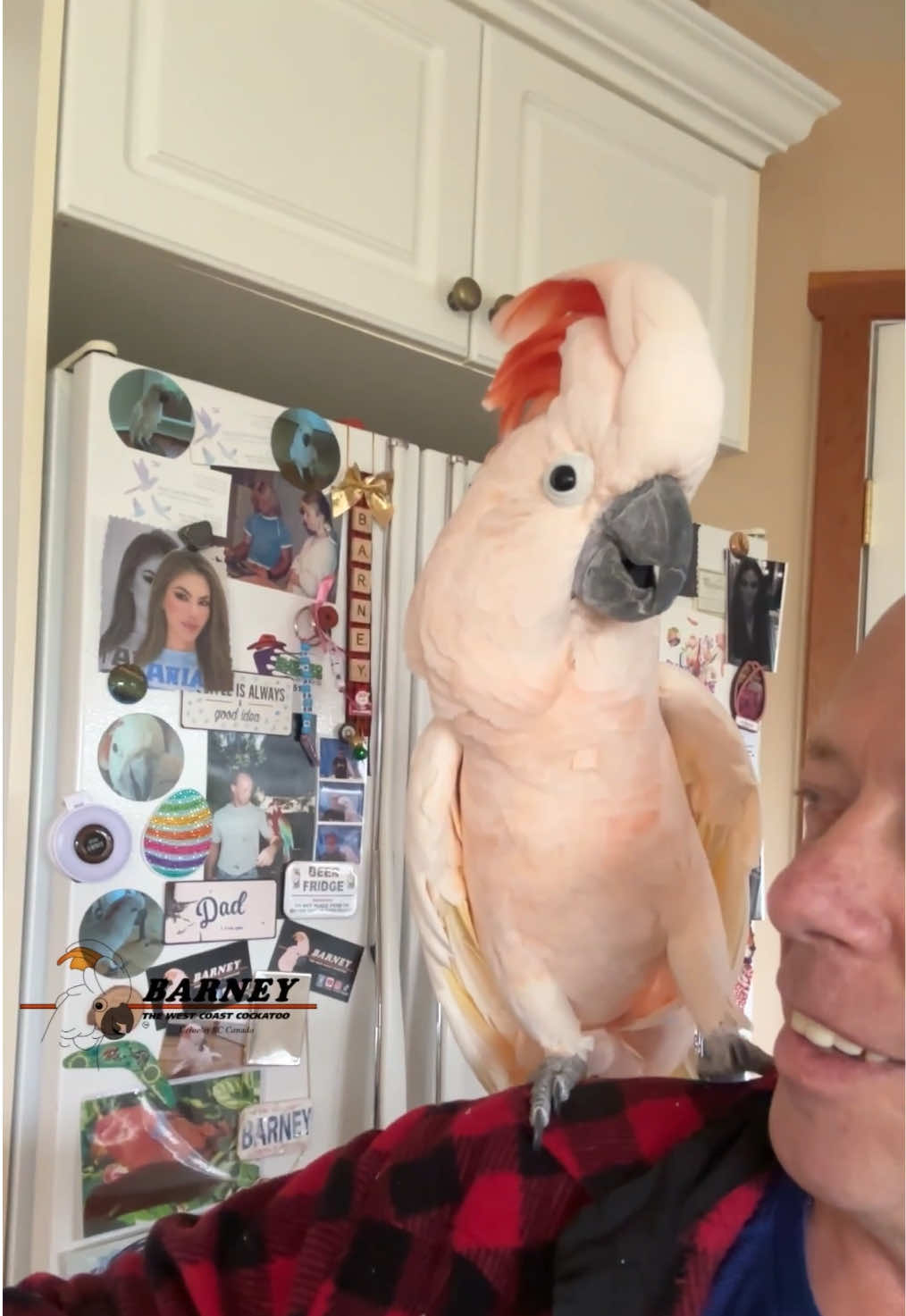 @Barney the West Coast Cockatoo
