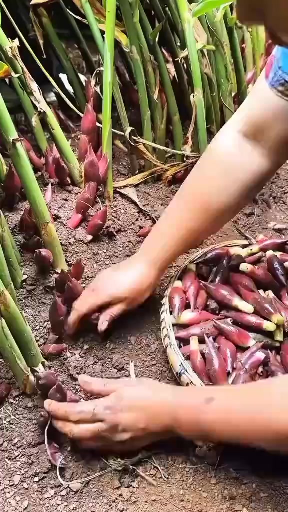 @দুষ্ট ছেলে