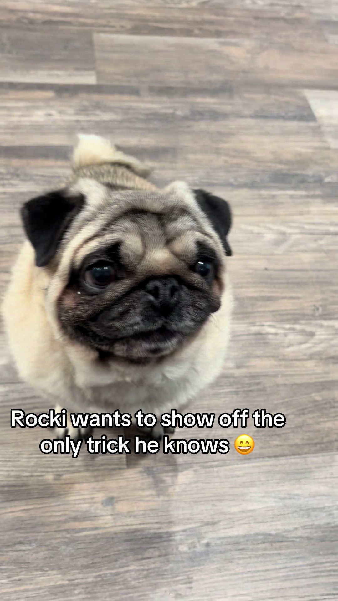 @Rocki the Pug 🐶