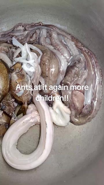 @ONE Ants