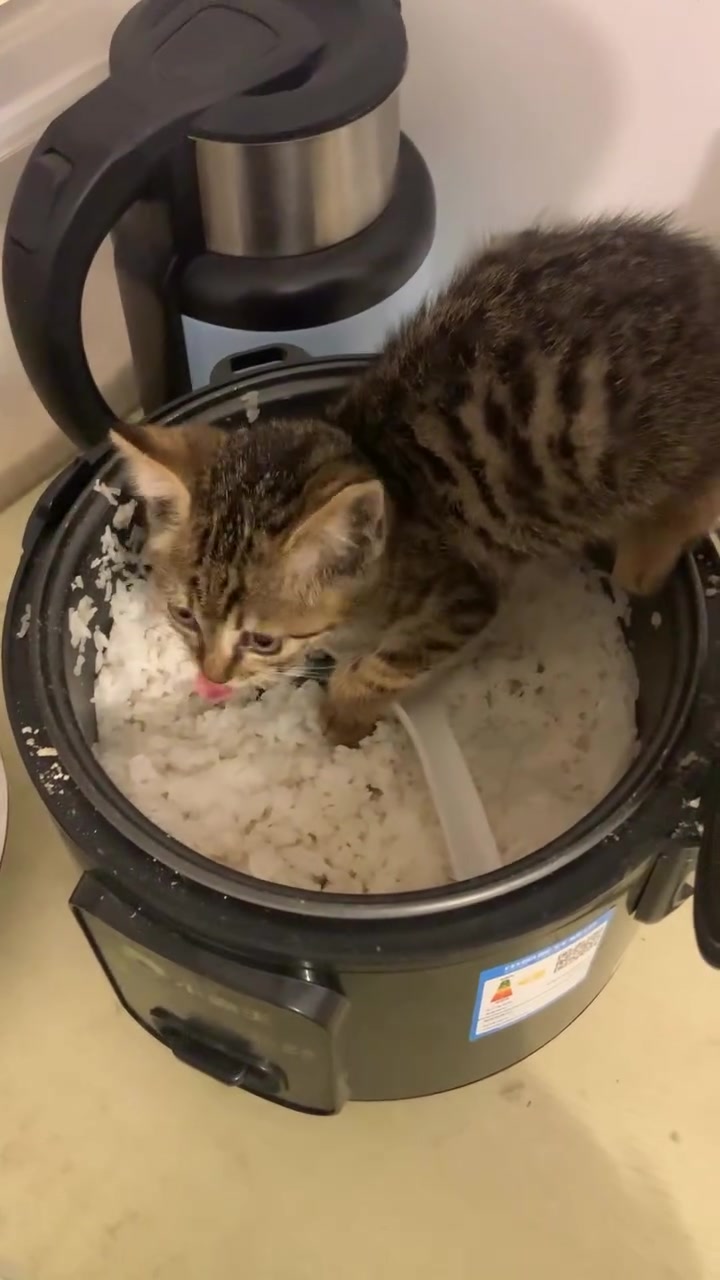 @Chonky World Of Cats