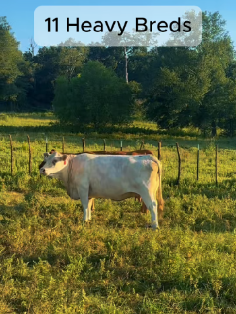 @Rutherford Land and Cattle
