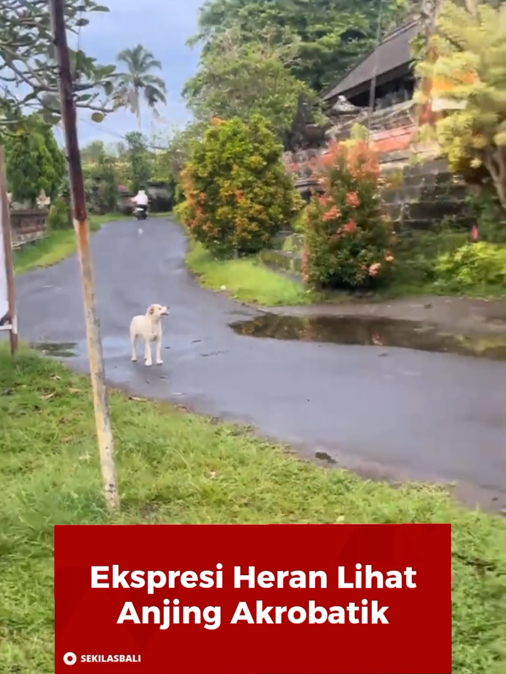 @Sekilas Bali