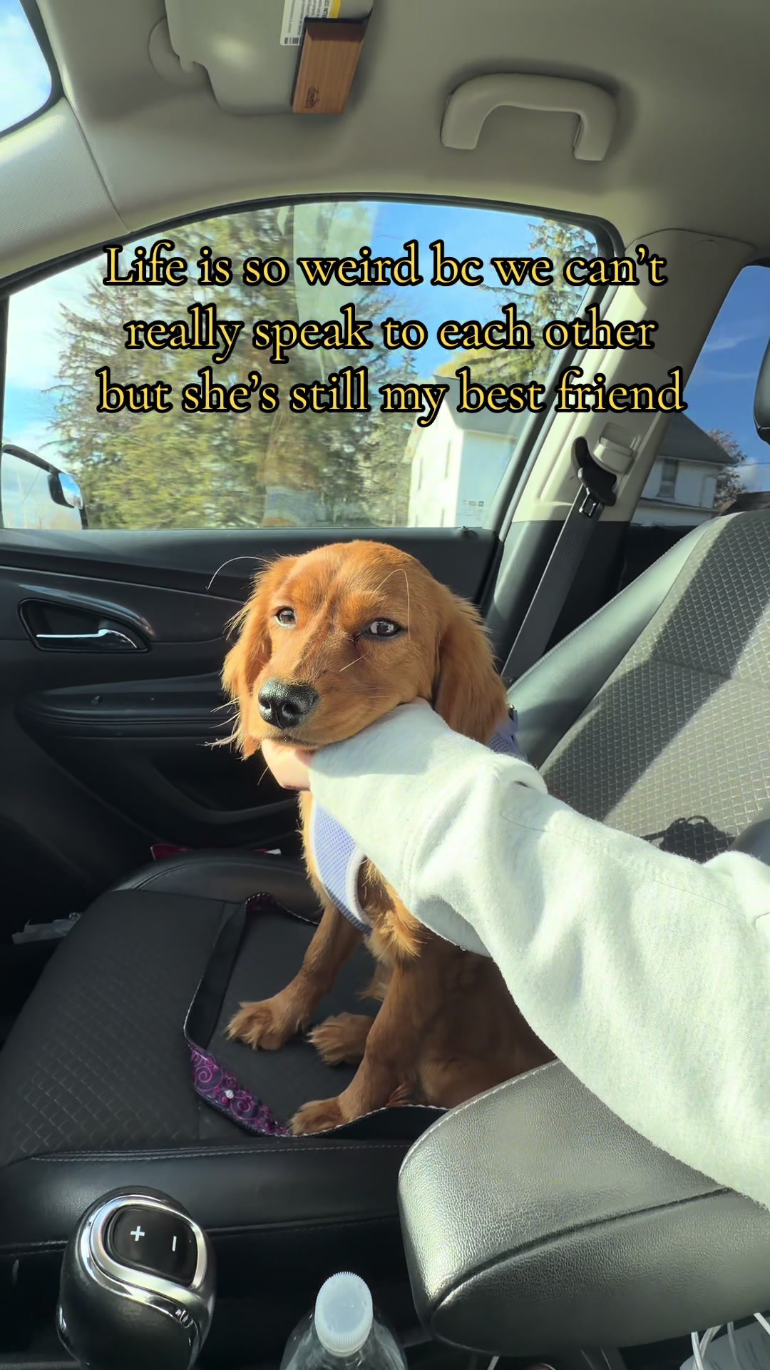 @Sage | Mini Golden Retriever
