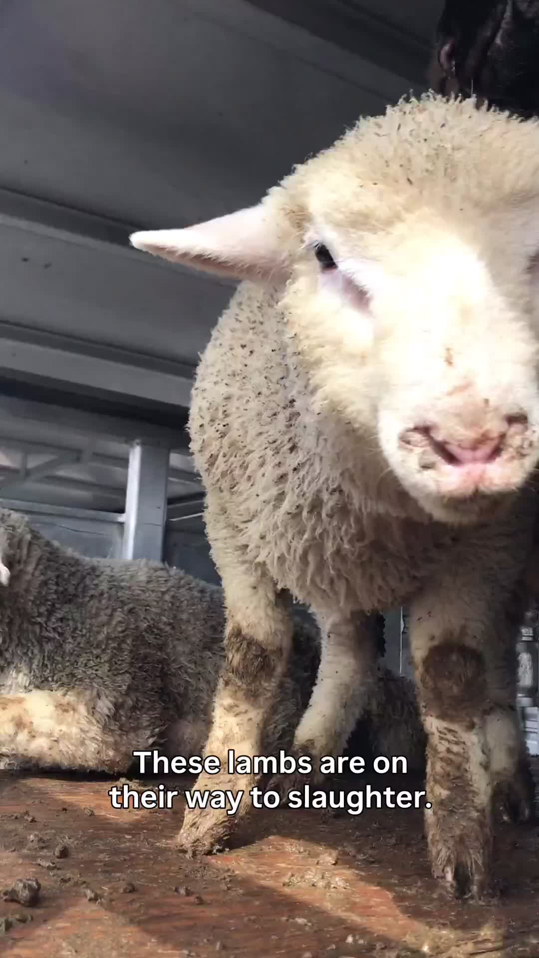 @Animal Save Movement