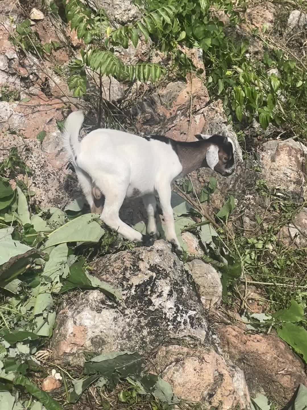 @Goat Ranch