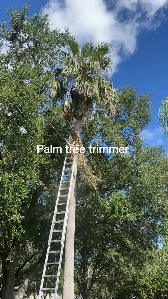 @nemogambino