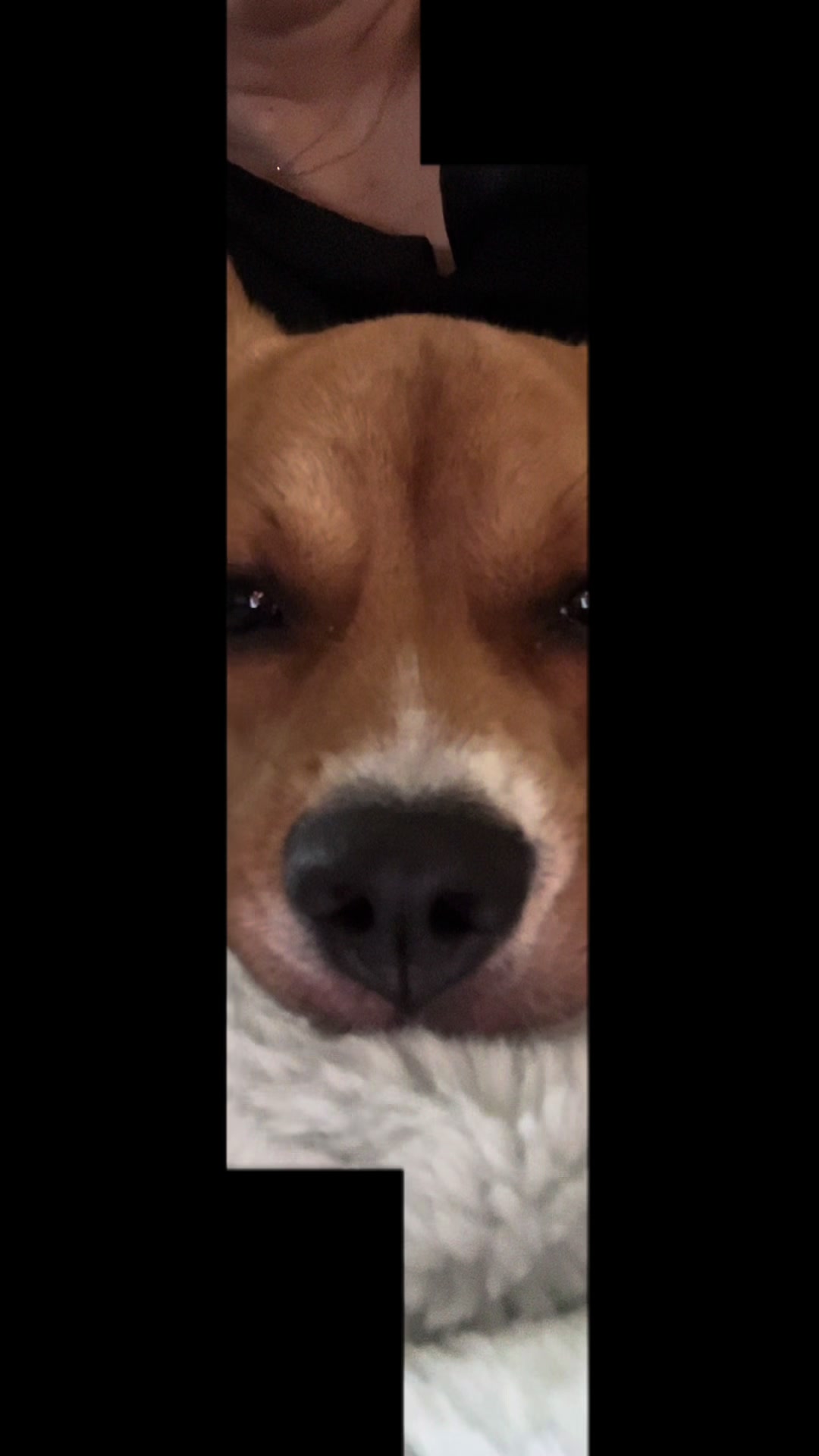 @Rosie the Beagle 🇺🇸🥰 🌞