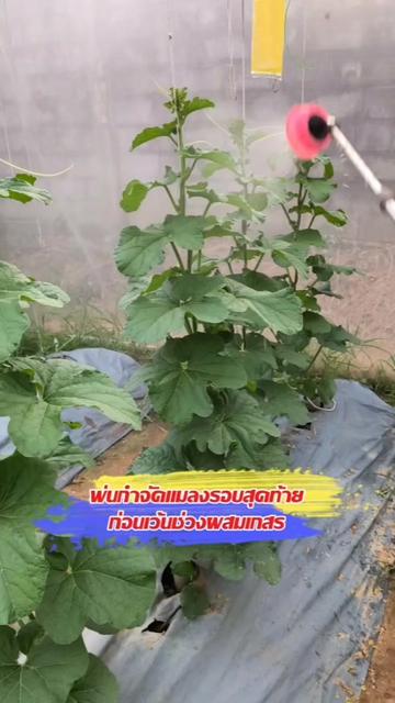 @Mote เมล่อนและไม้ด่าง