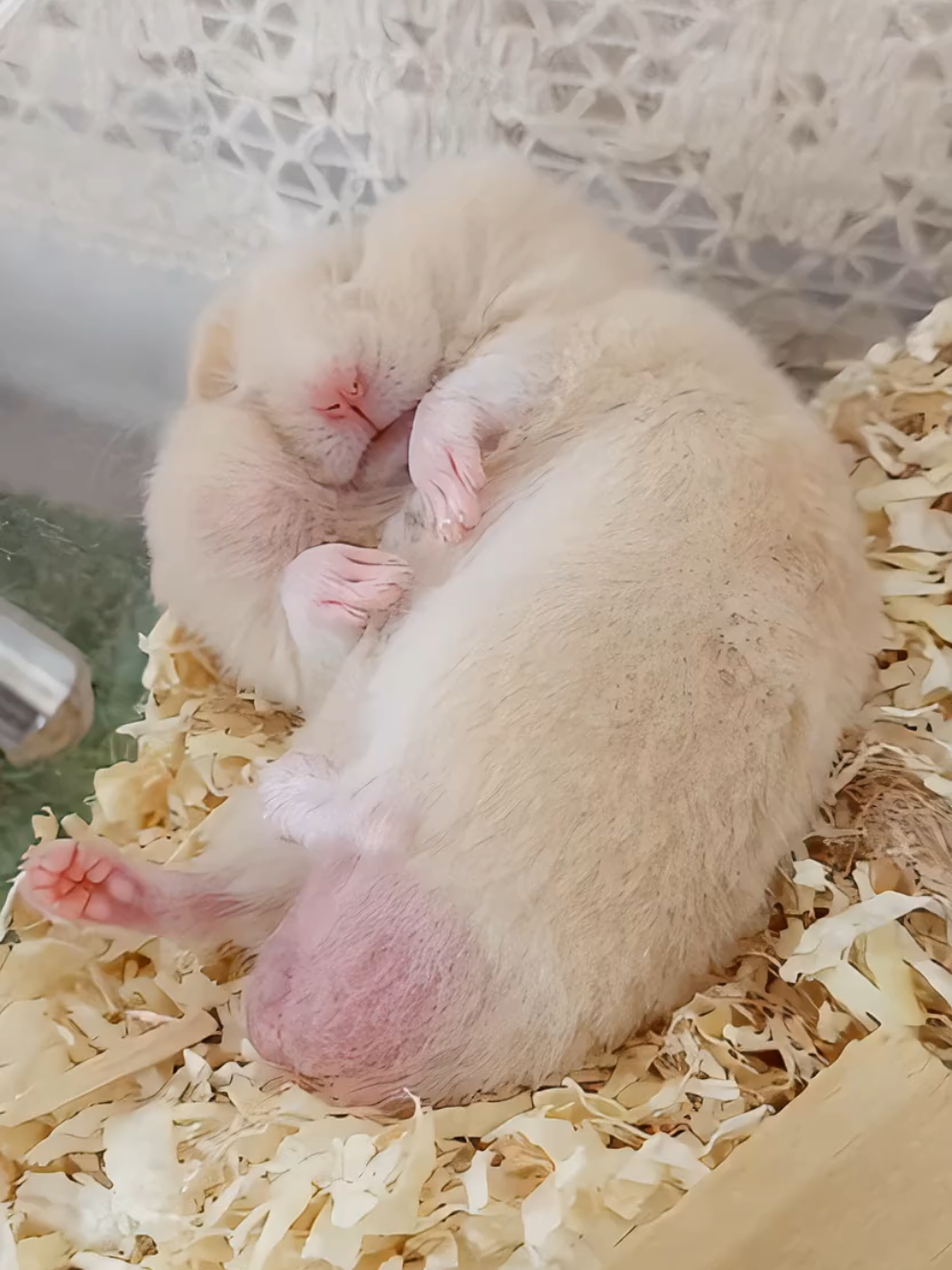 @ようちゃんAnimalPetTV