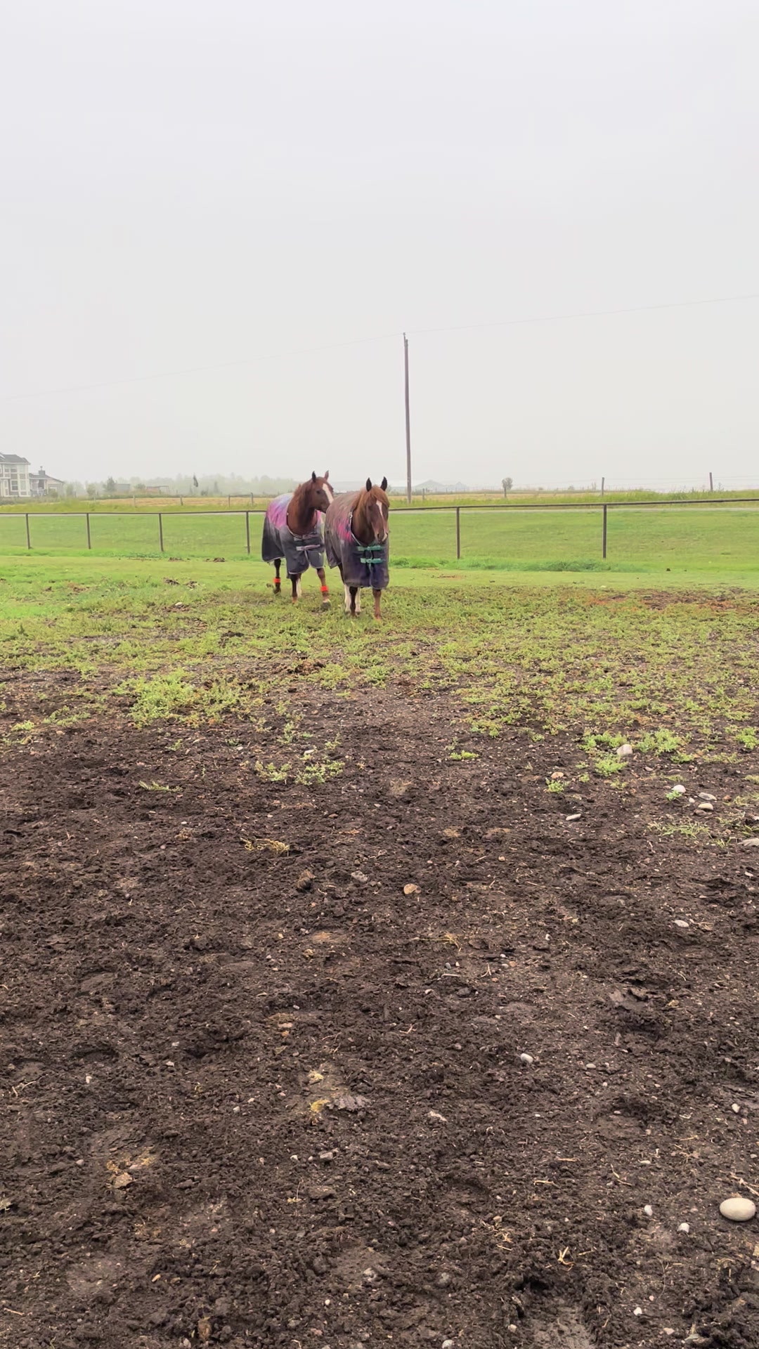 @starboundhorses
