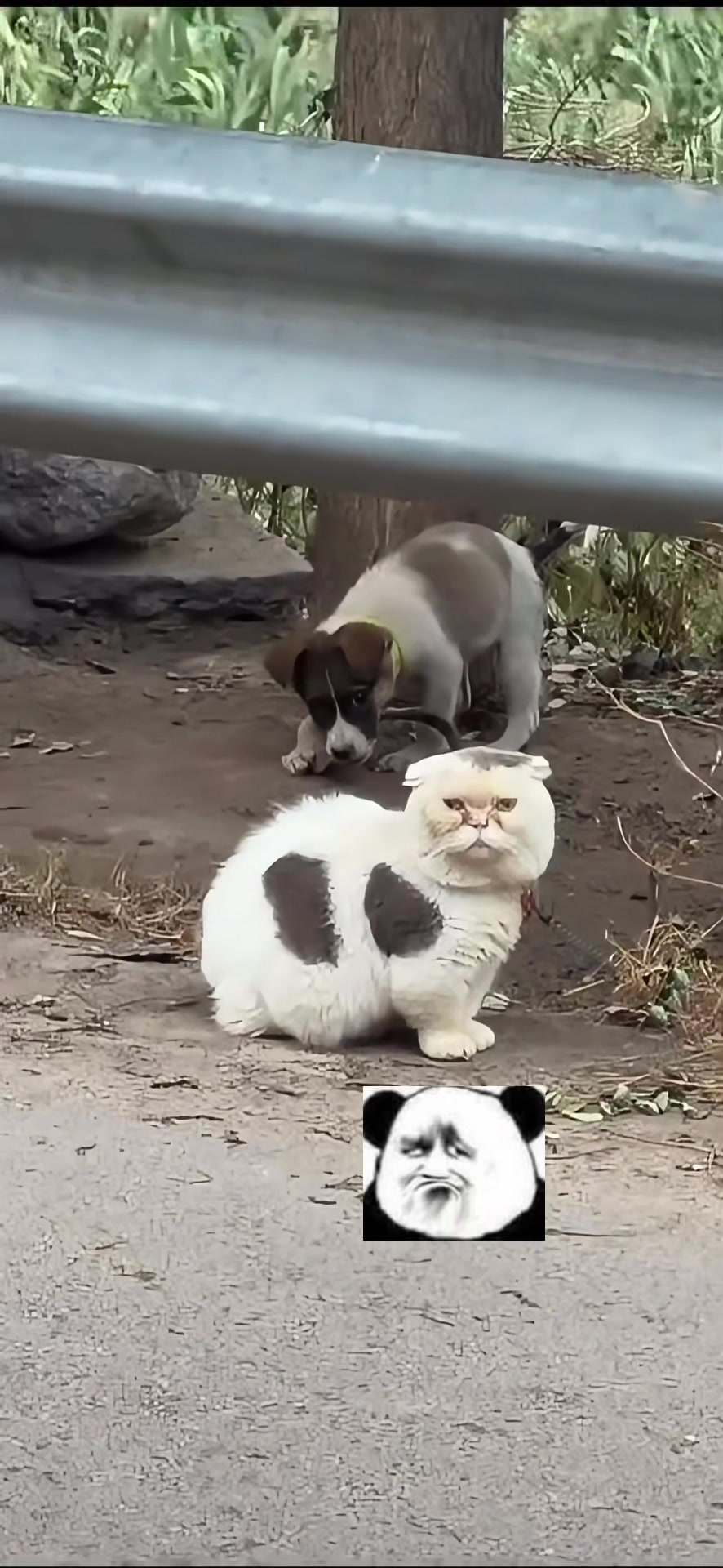@cutepetfoodie