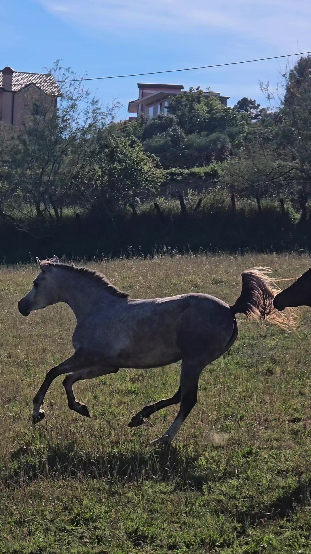@Horse Training Center Albania