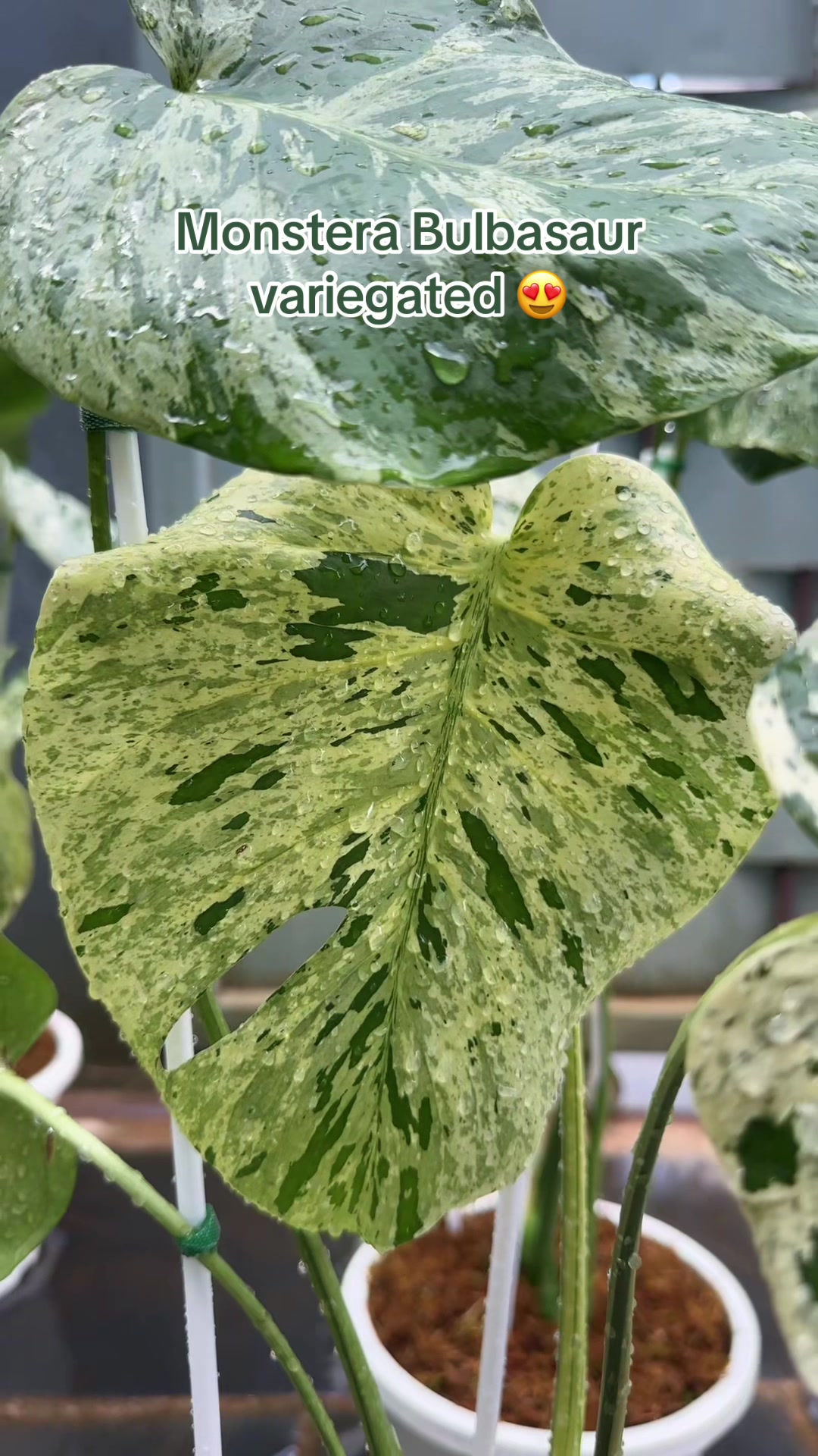 @Plantlife50