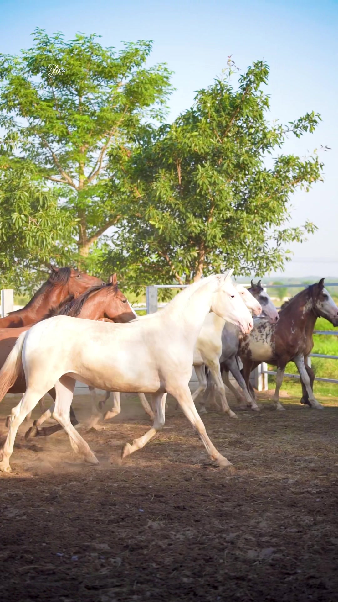 @SUNRISE STUD FARMS RAWALPINDI