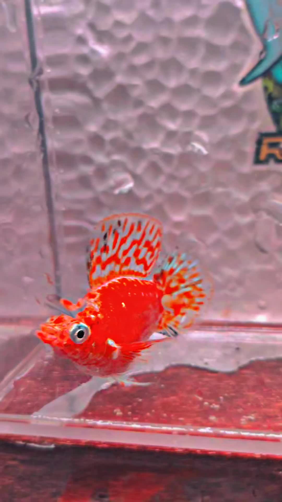 @Ramon Fish Banyuwangi