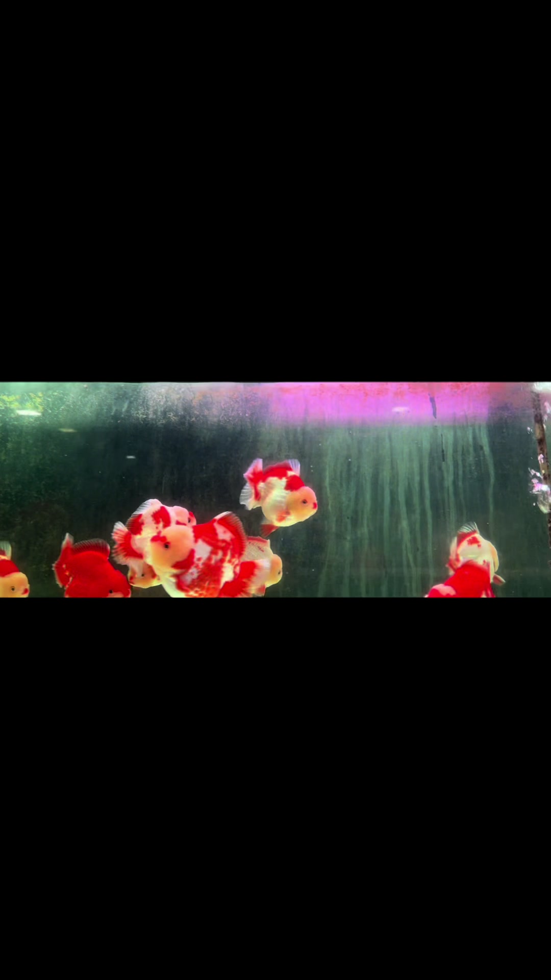 @Ourlovelygoldfish si