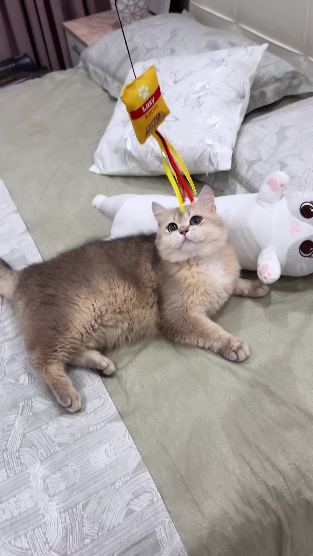 @kittens_uz