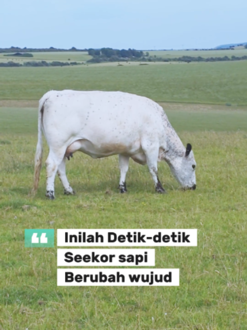 @Fadagi supplier daging sapi