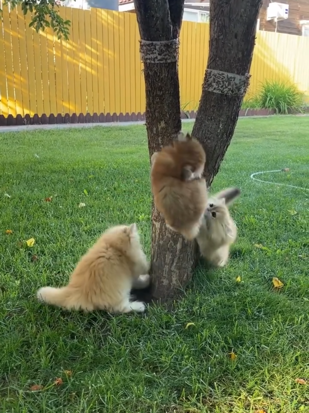 @Chonky World Of Cats