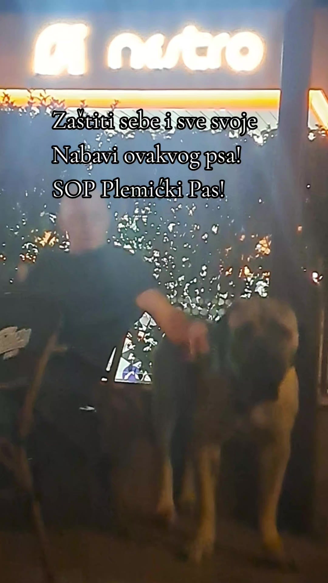 @Plemićki pas Srpski mastif