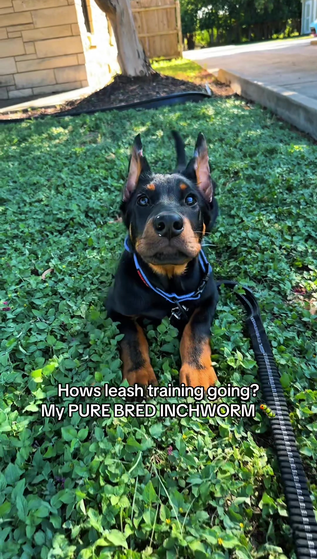 @Repti.snoot