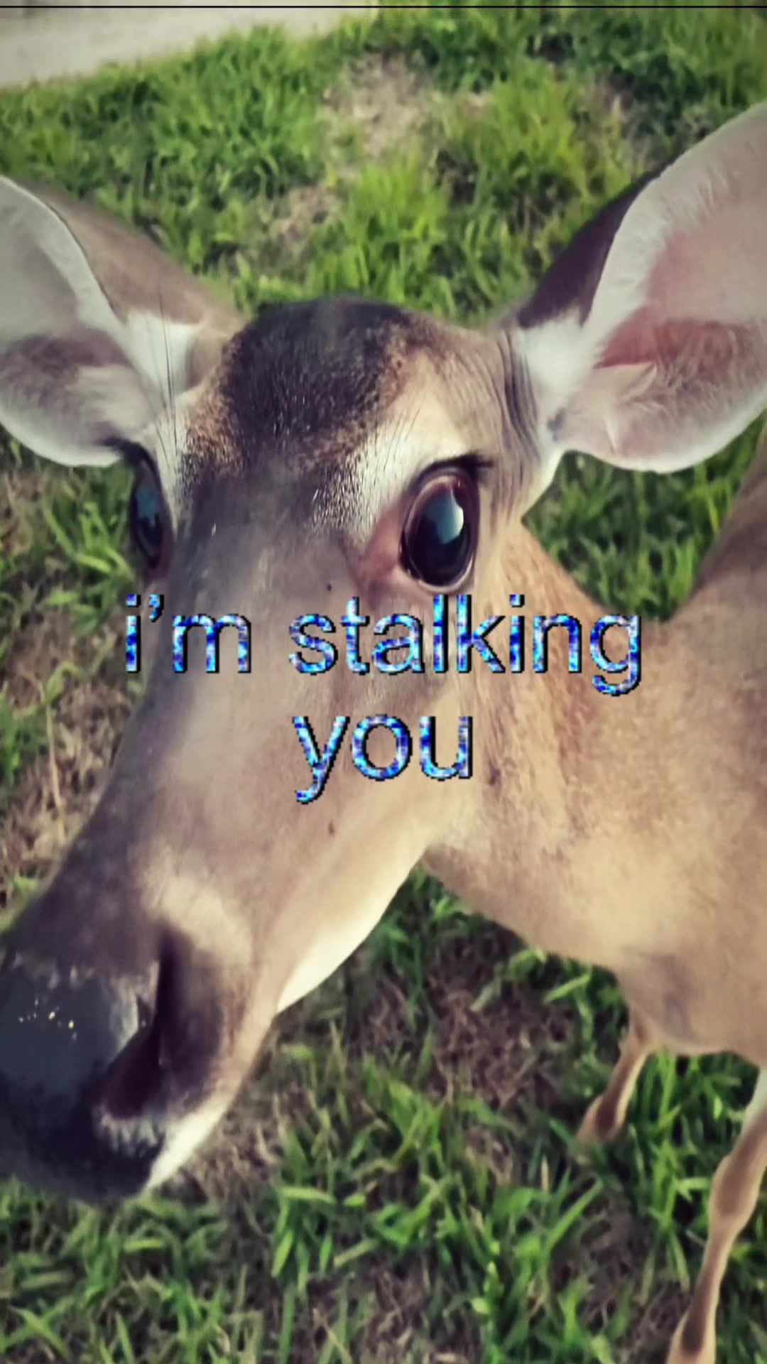 @livinlikedis
