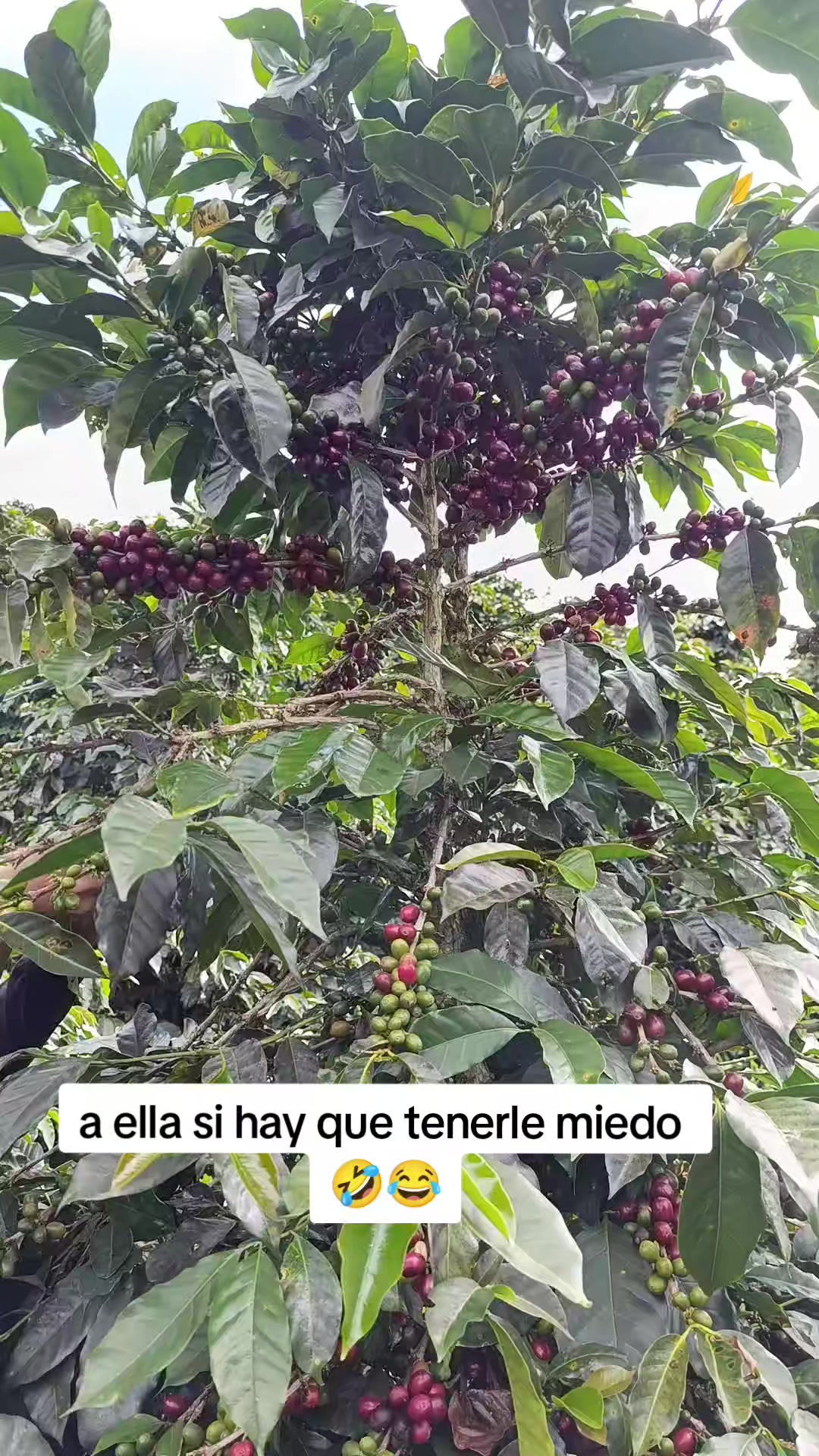 @Ramón clips