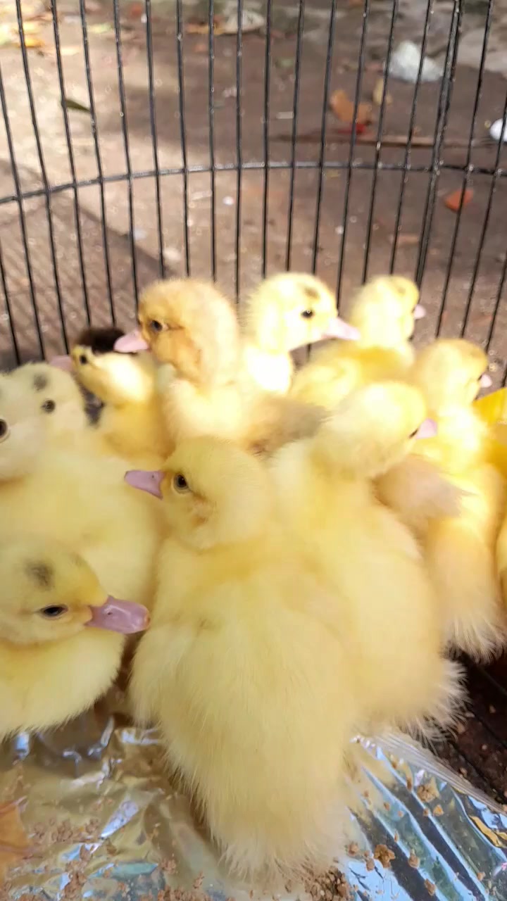 @Ayam Cicit Cuit