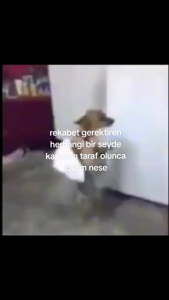 @🪽