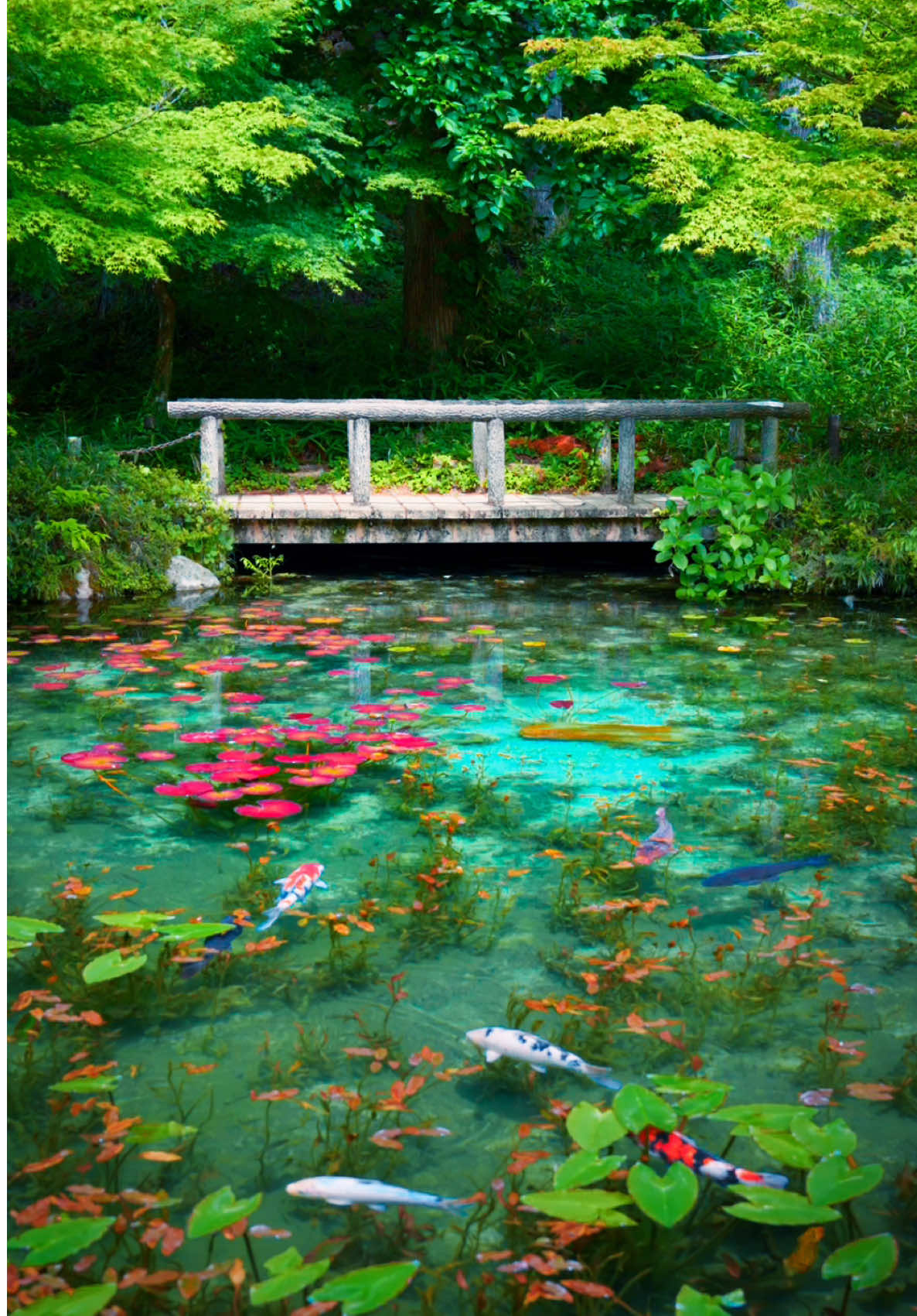 @Cotton | Japan Travel 🇯🇵