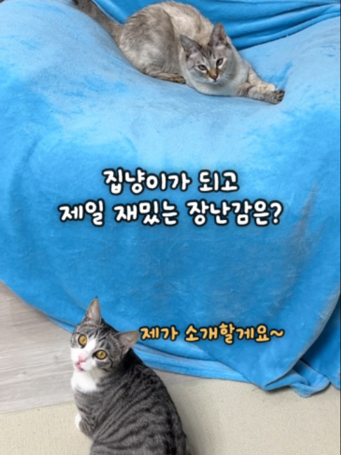 @투머치냥즈