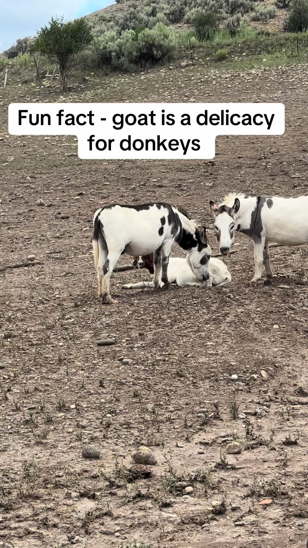@Ol McDessa’s Farm