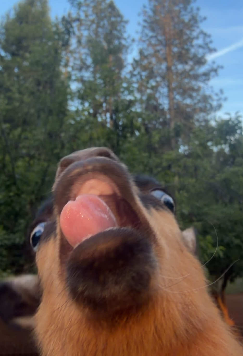 @pineandpasturefarm