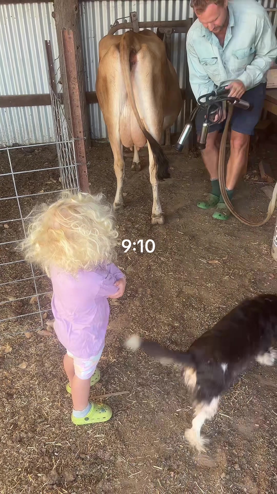 @🐮