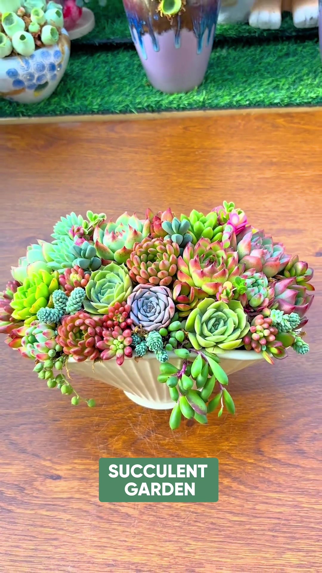 @Succulent Garden