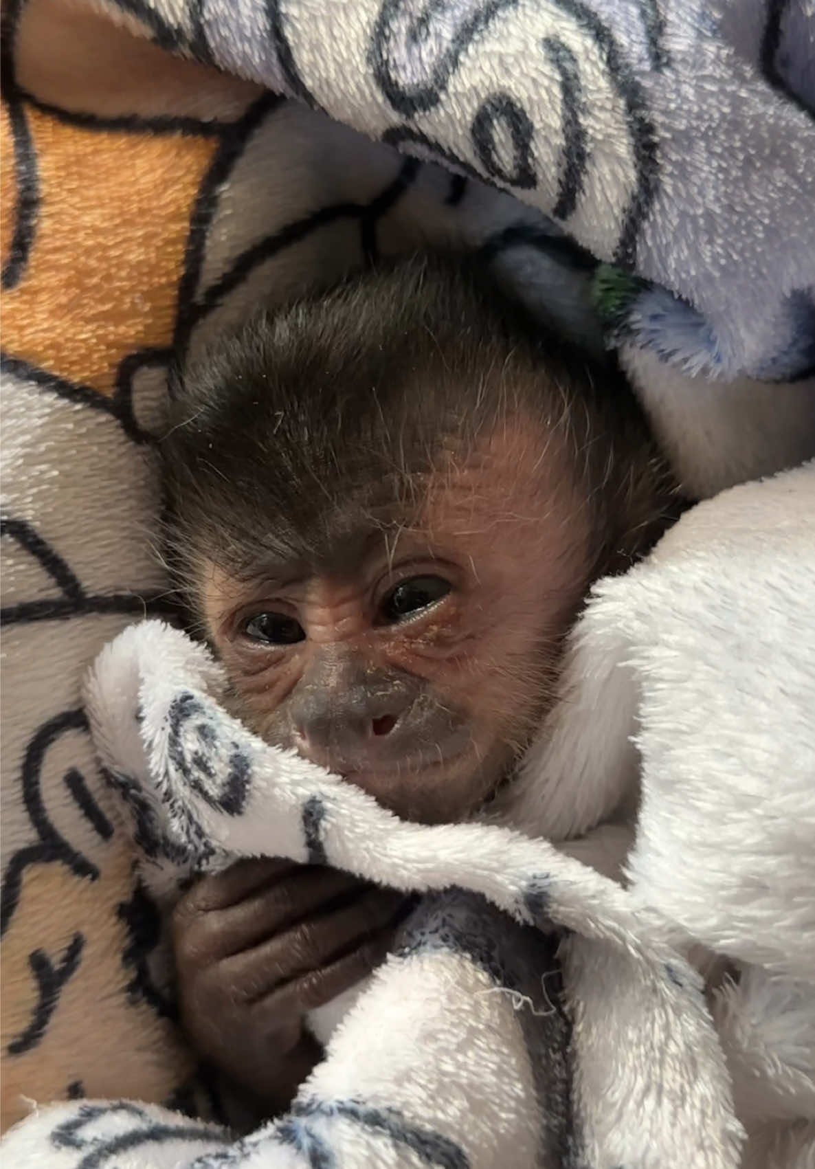 @Gutjang Capuchin