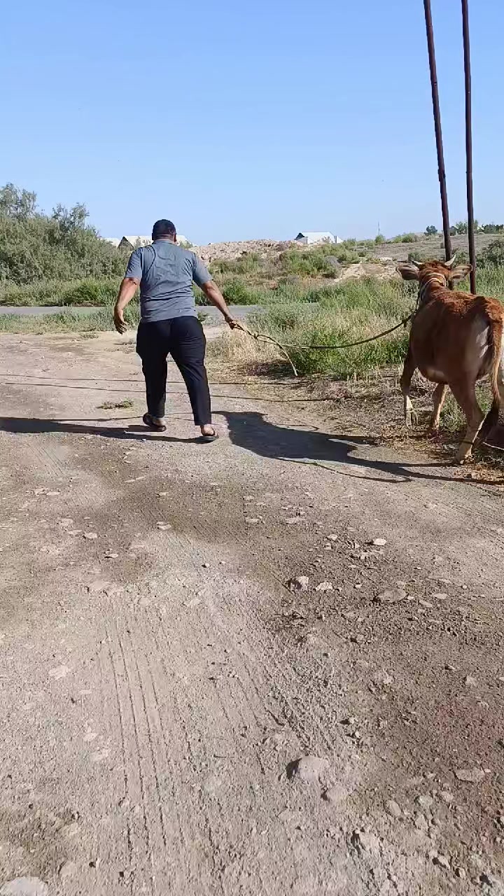 @nodir1143