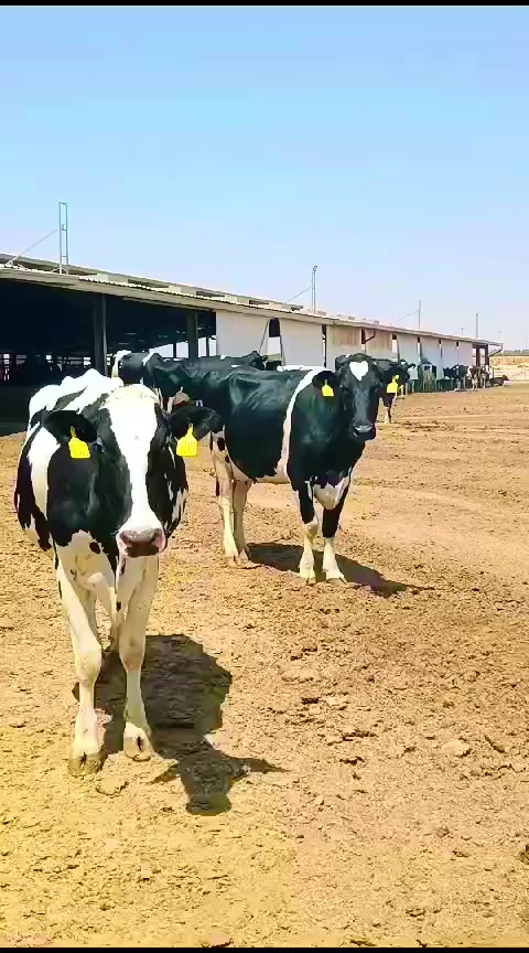 @Cows Farm