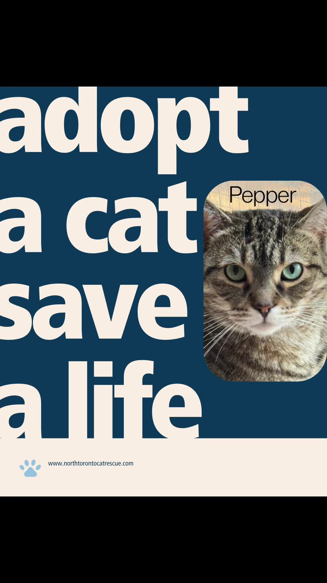 @North Toronto Cat Rescue