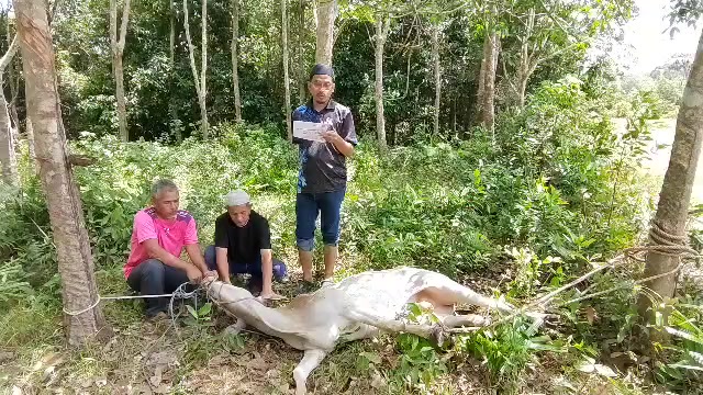 @ashrofmohamad