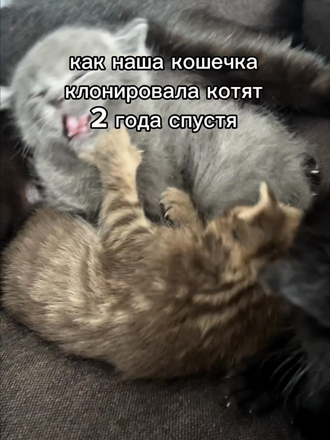 @Kitsumi