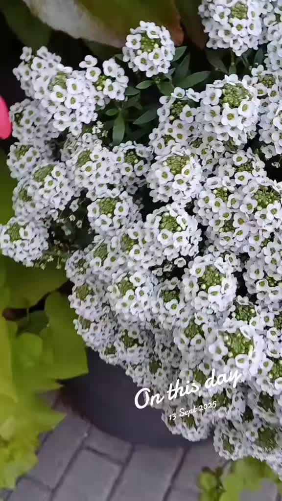 @🖤𝒜𝓃𝓅𝓊✨️