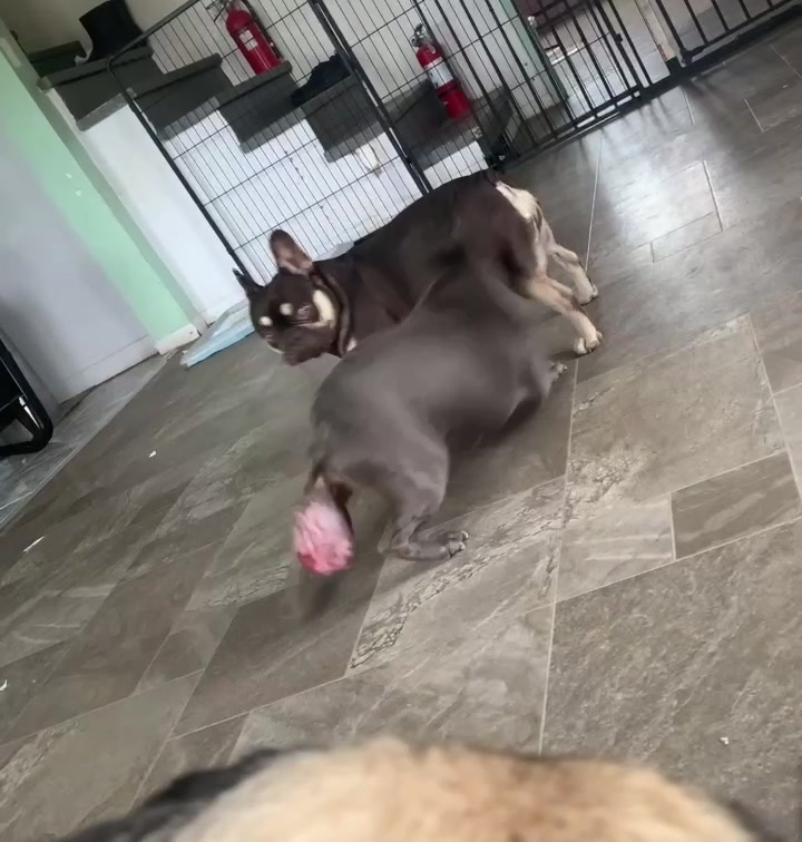 @St&eacute;phanie | PugsFrenchies 💜🐶