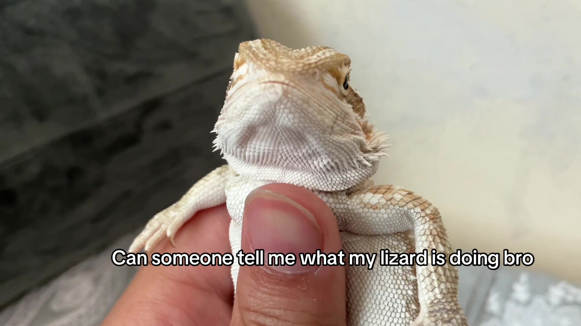 @iluvmybeardies